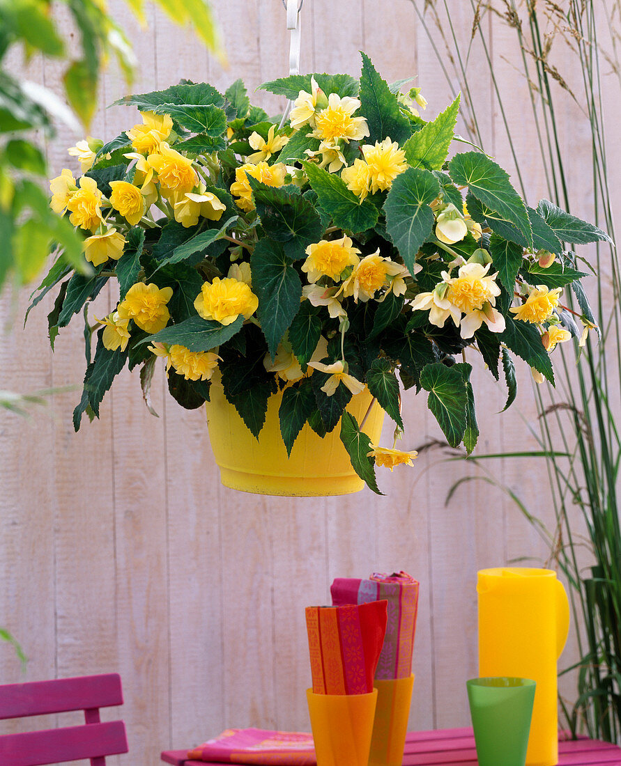 Begonia 'Panorama' (hanging begonia) yellow