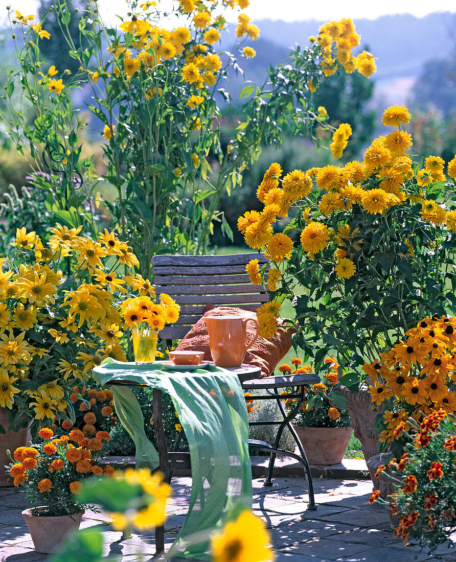 Rudbeckia 'Prairie Sun' - 'Marmelade' / Sonnenhut