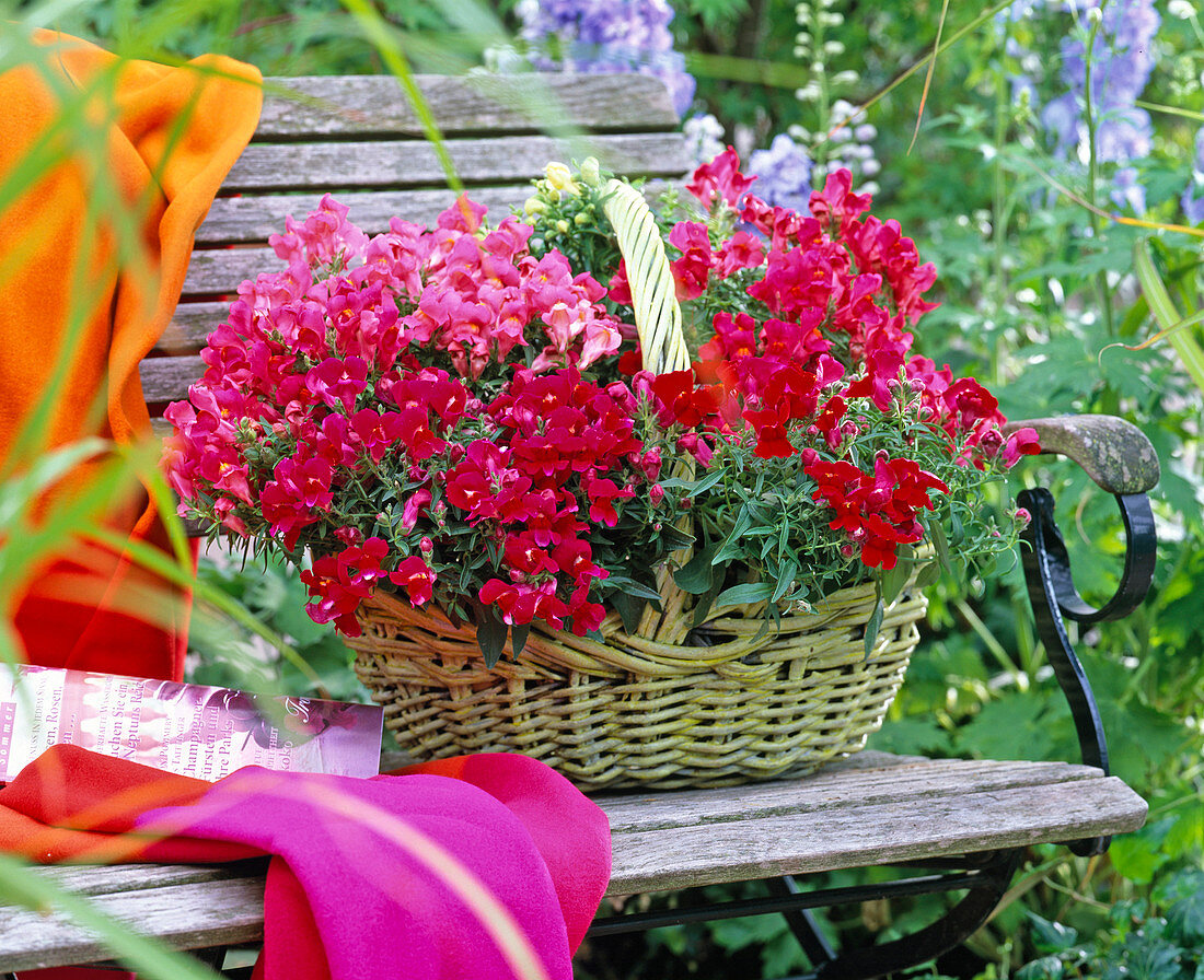 Antirrhinum / Löwenmäulchen im Korb