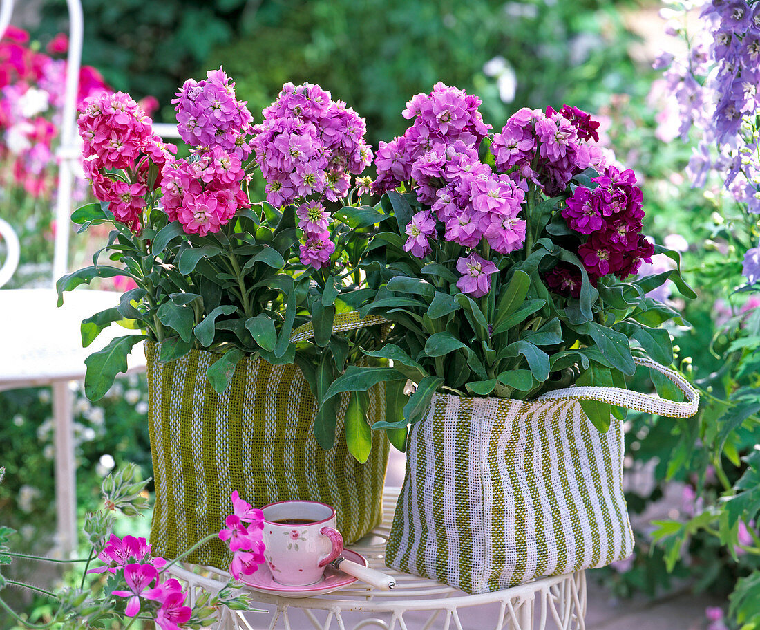 Matthiola incana (Levkoje) in small shopping bags