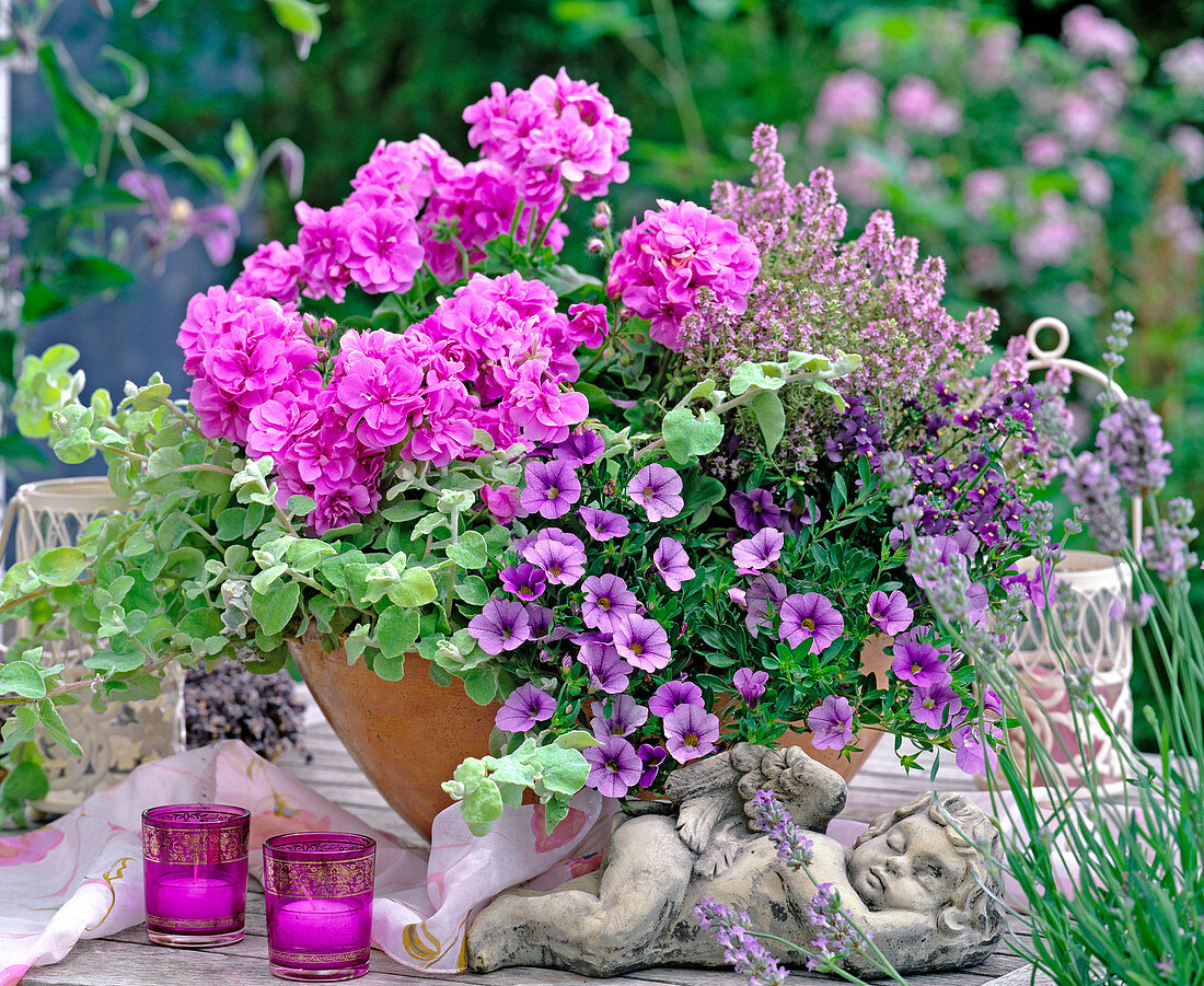 Pelargonium 'Amethyst', Calibrachoa 'Silverblue'