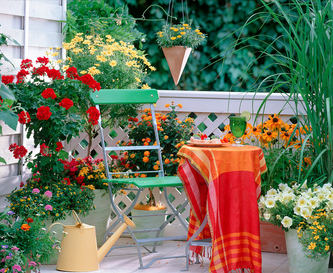 Pelargonium 'Diabolo' (Geranienstamm), Argyranthemum