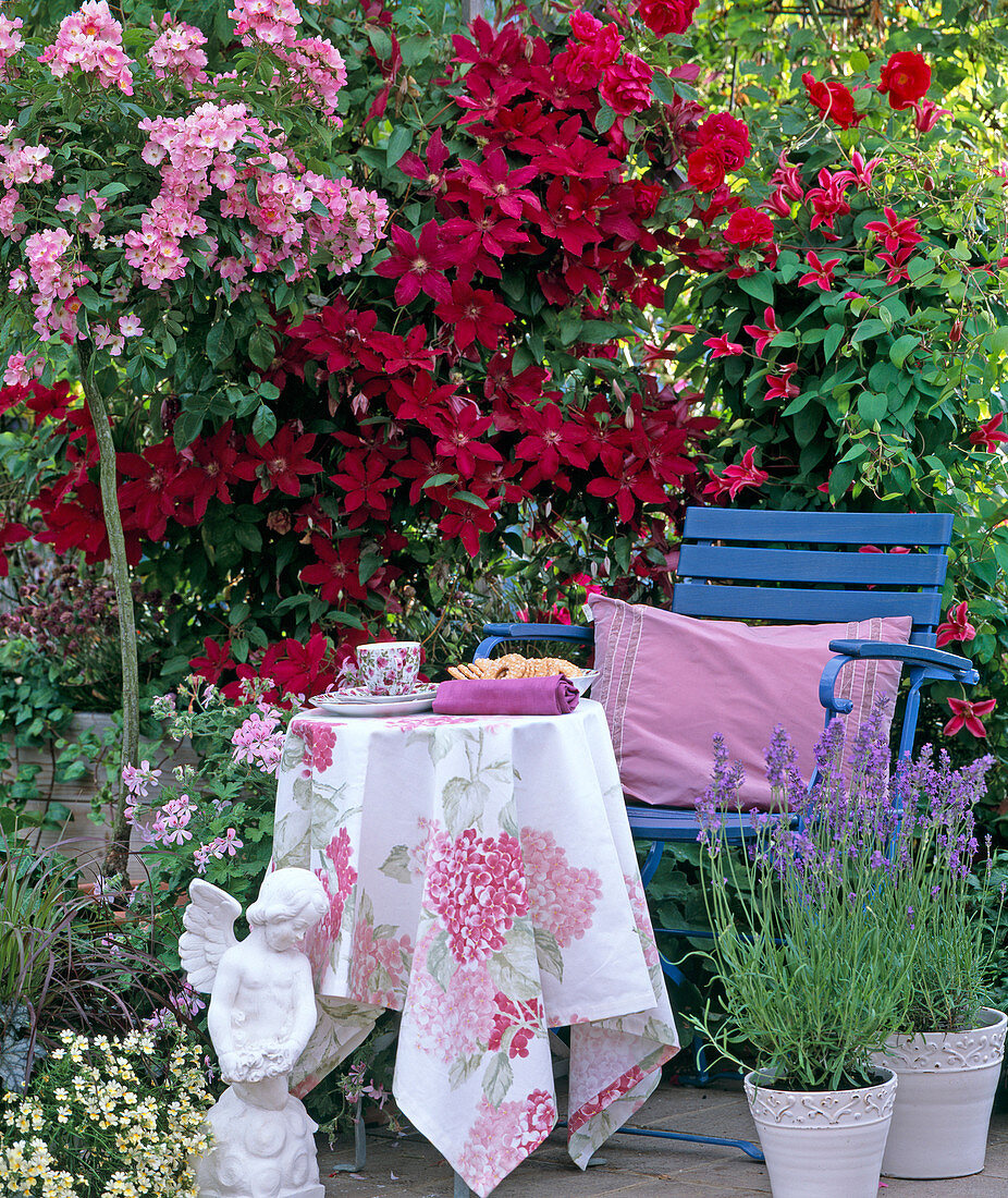 Rosa 'Ballerina' / Rose, Clematis 'Rüütel', 'Princess of Wales'