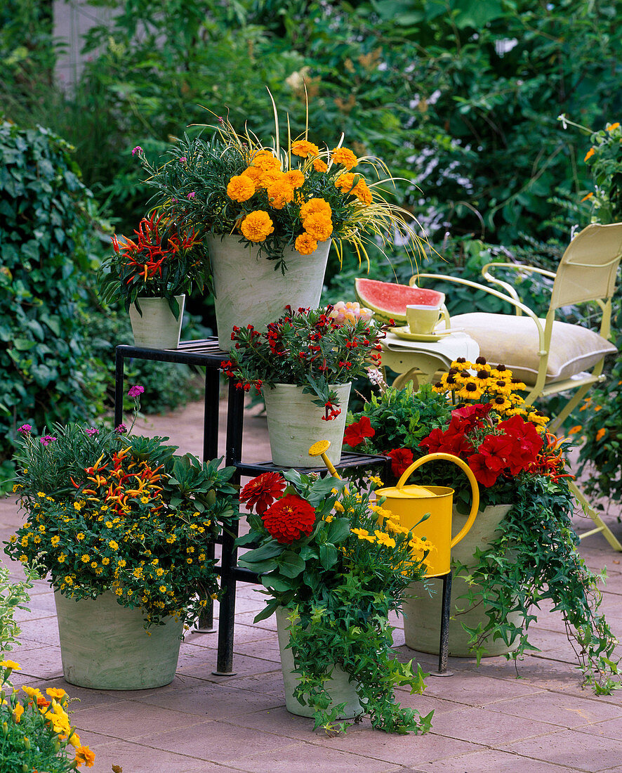 Tagetes (Marigold), Rudbeckia (Coneflower)