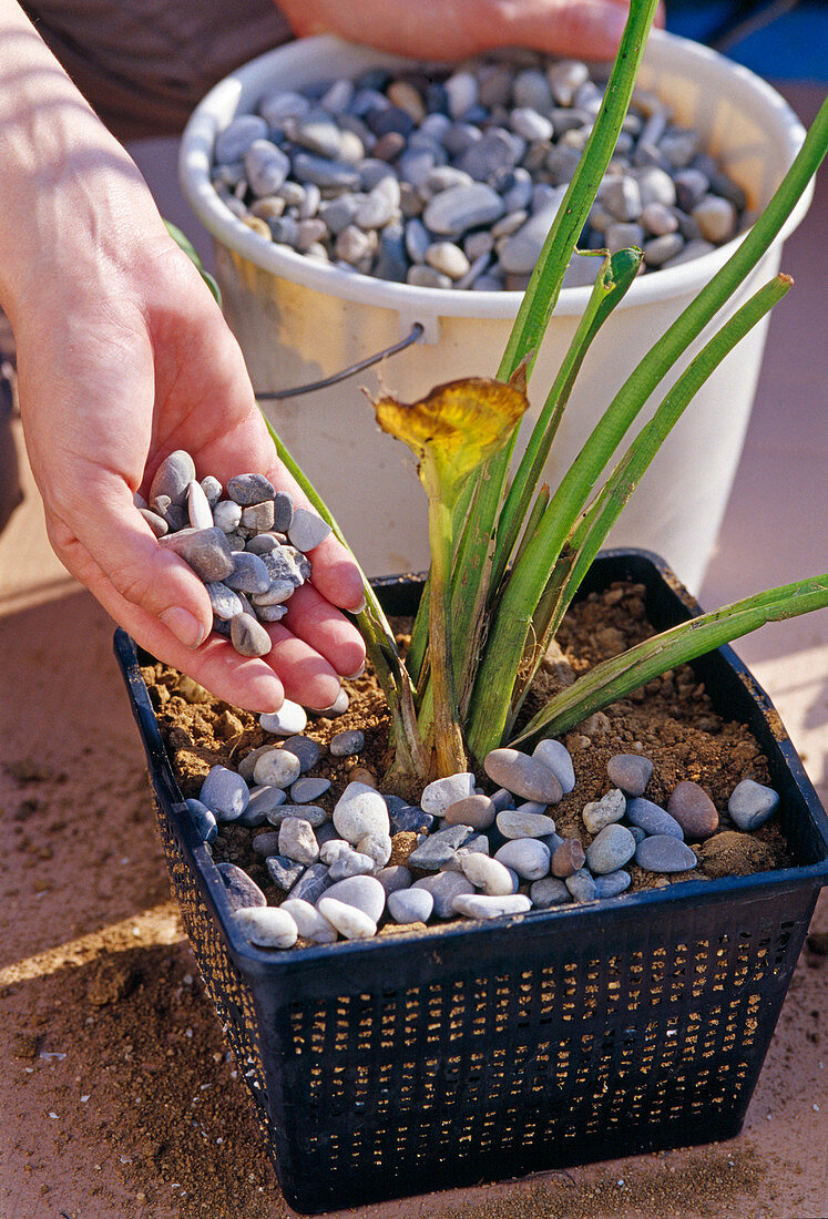 Create a water-plant balcony