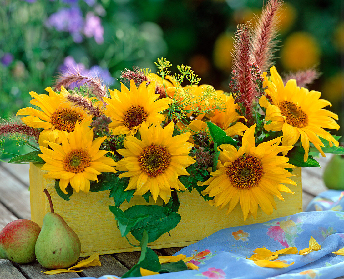 Helianthus / Sonnenblumen