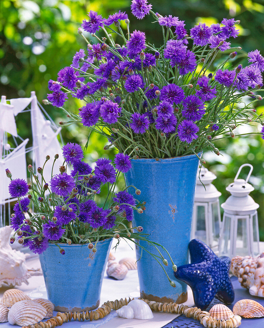 Centaurea cyanus (cornflower) maritim in blue vases
