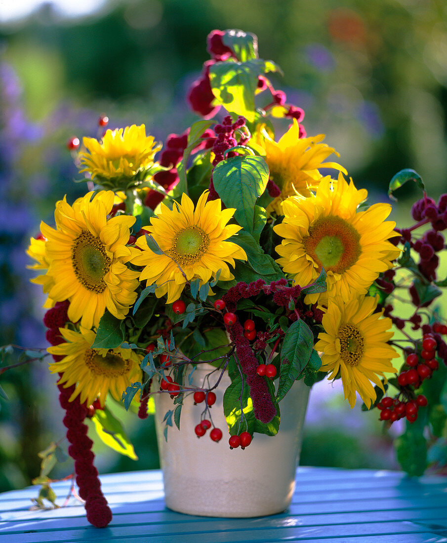 Helianthus (sunflowers), Rosa (rosehips). Amaranthus (foxtail)