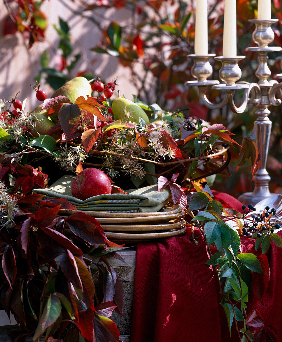 Parthenocissus (Wild Vine), Clematis (Clematis), Pyrus (Pears), Malus (Apples)