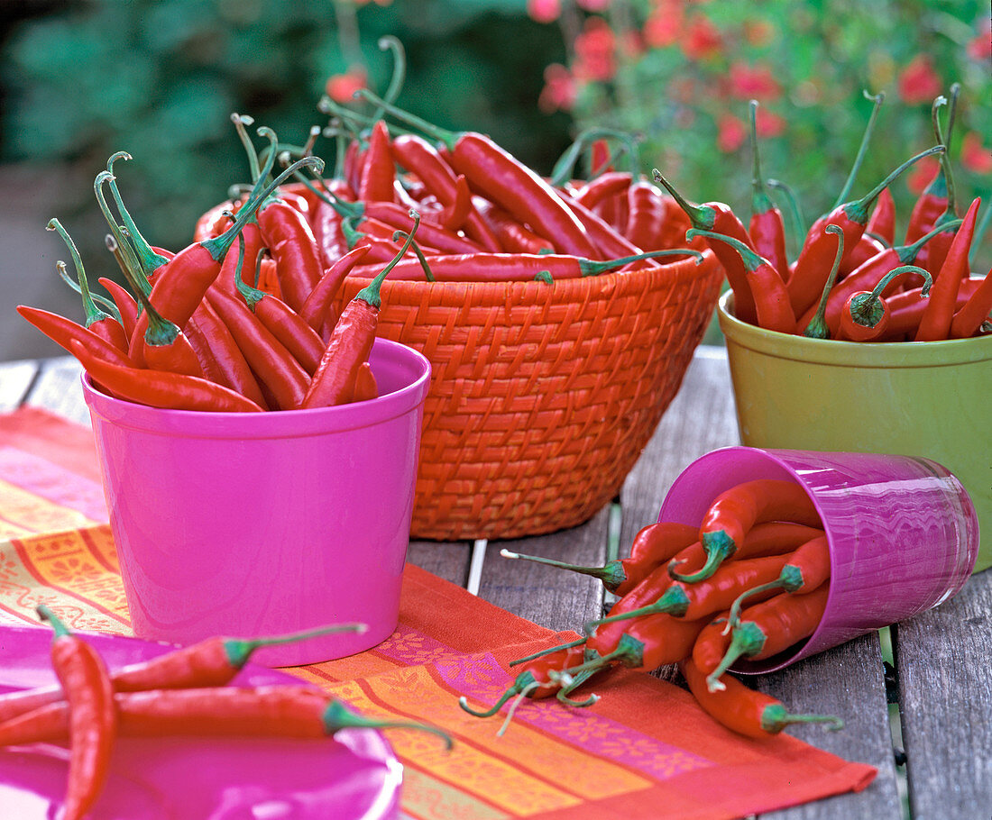 Capsicum frutescens (Peperonie)