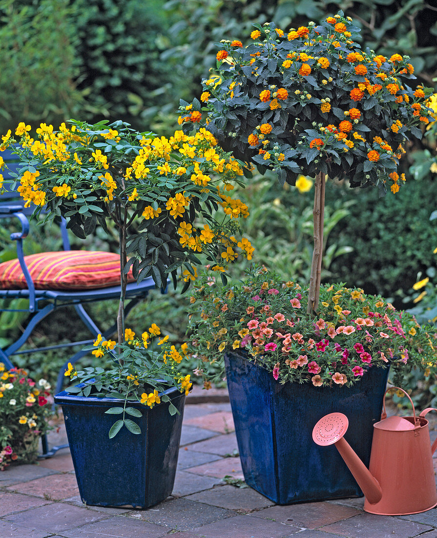 Lantana 'Tangerine' (Lantana)