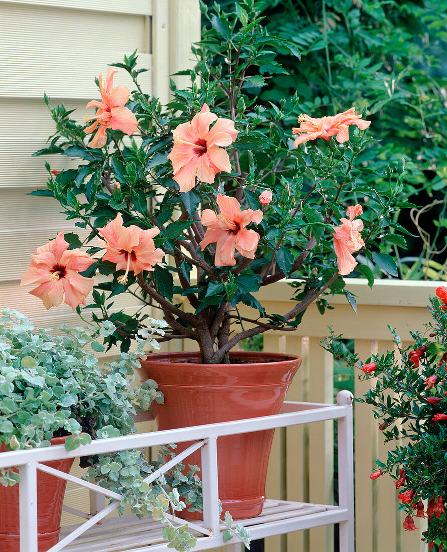 Hibiscus rosa-sinensis / Roseneibisch apricot-orange