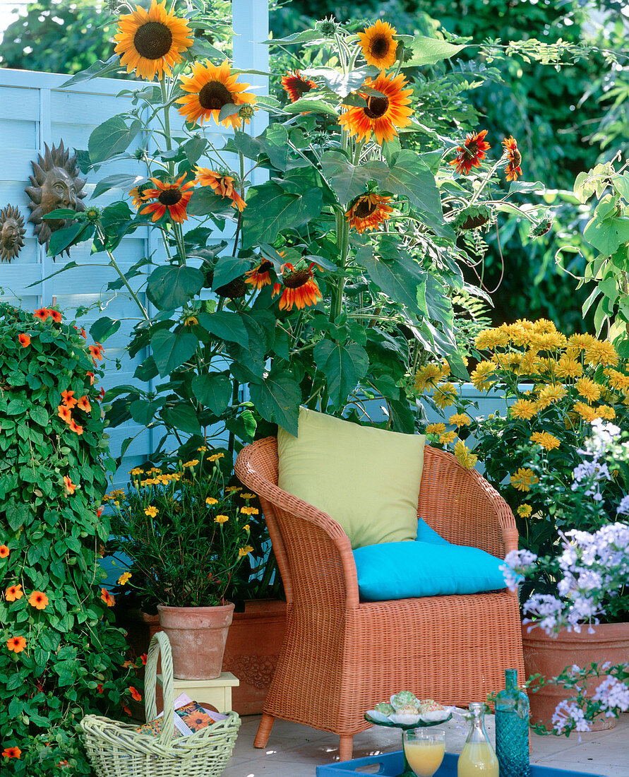 Helianthus annuus and 'Ring Of Fire' (sunflowers