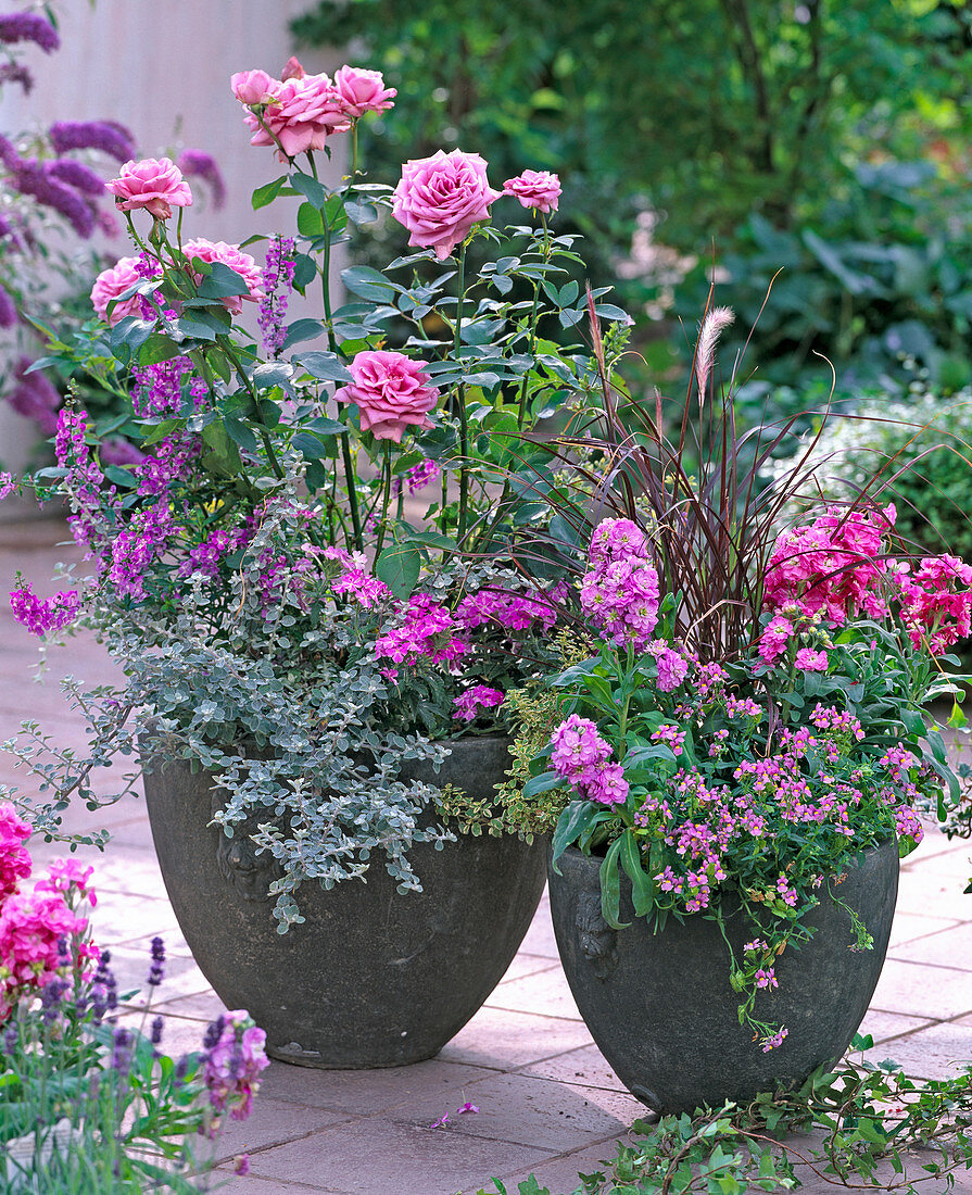 Pink 'Mamy Blue' by Delbard, Matthiola (Levkoje)