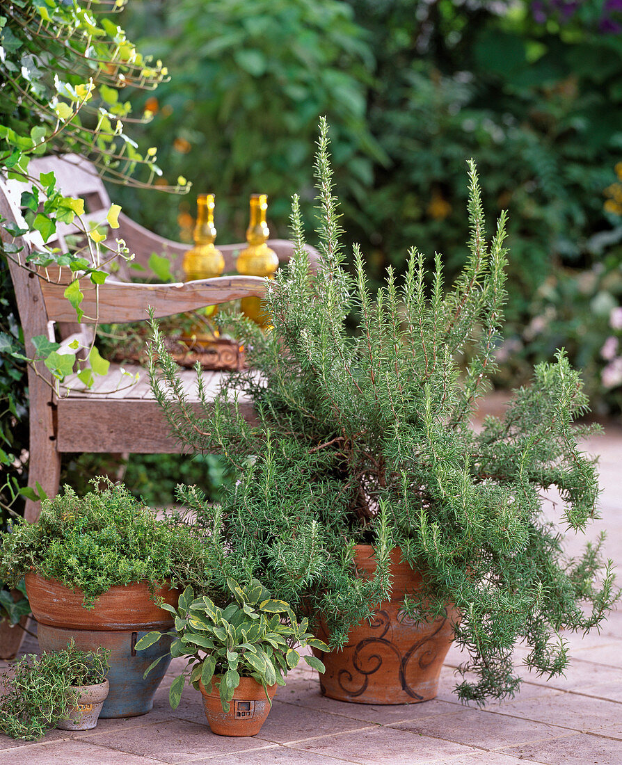 Rosmarinus (rosemary), thymus (thyme)