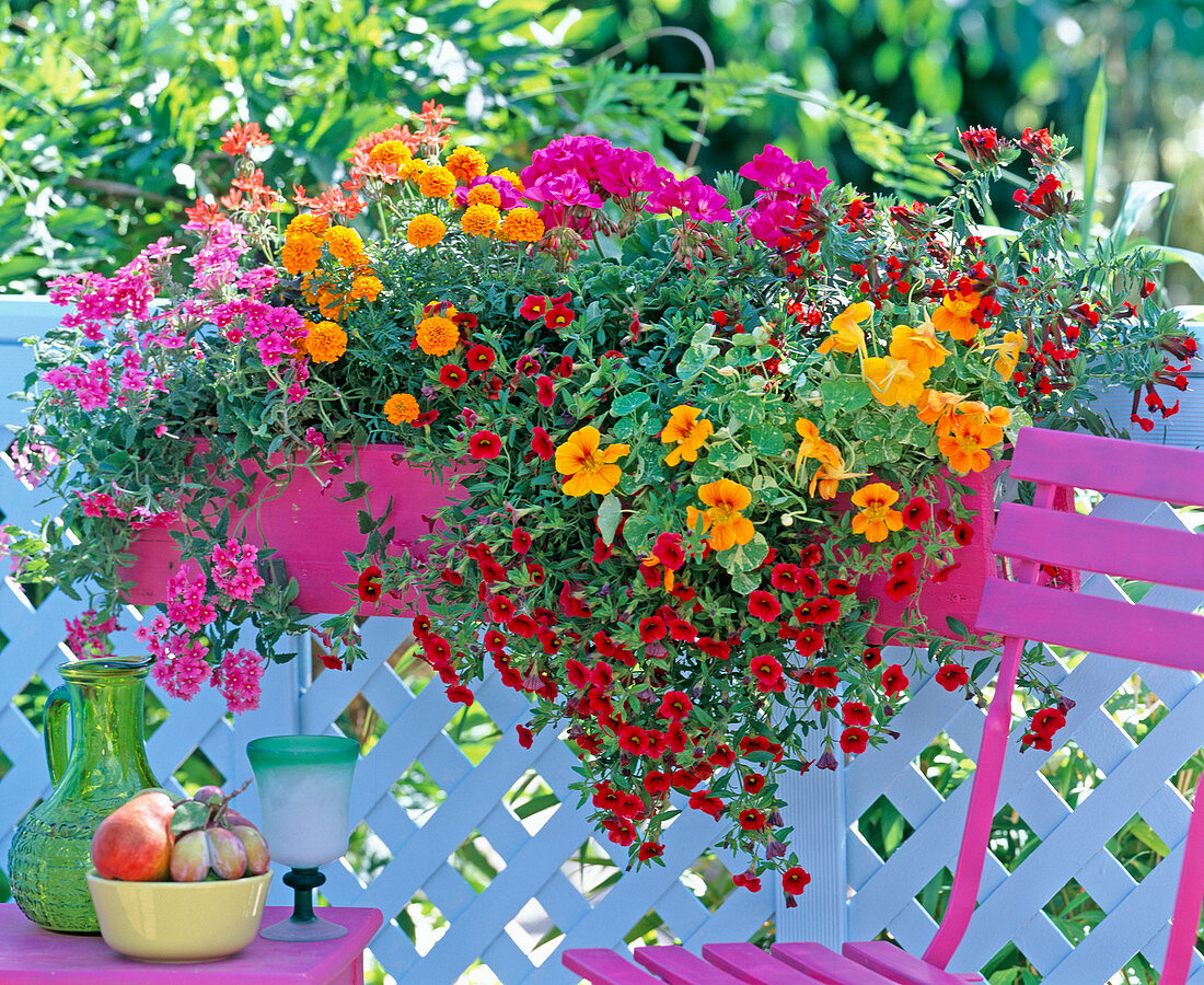 Calibrachoa 'Deep Red' / Zauberglöckchen