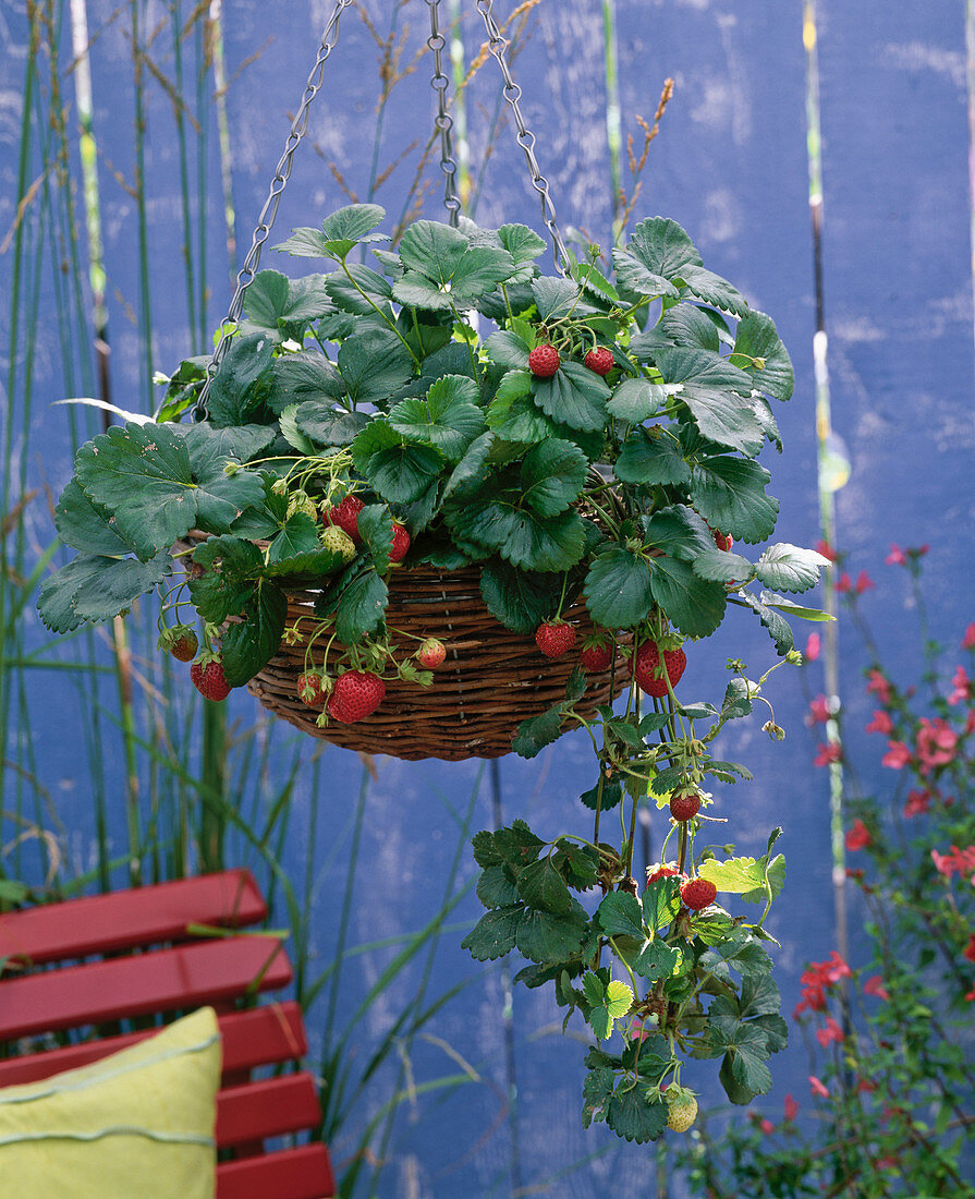 Fragaria 'Fragoo' / Ampelerdbeere