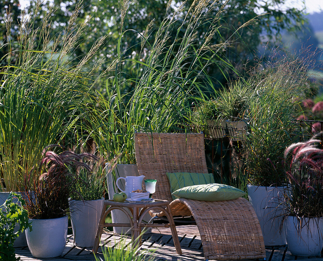 Spartina pectinata, Molinia, Pennisetum 'Rubrum'