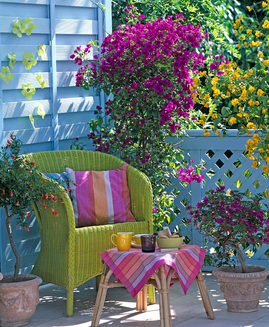 Bougainvillea, Cassia corymbosa planted with Solanum