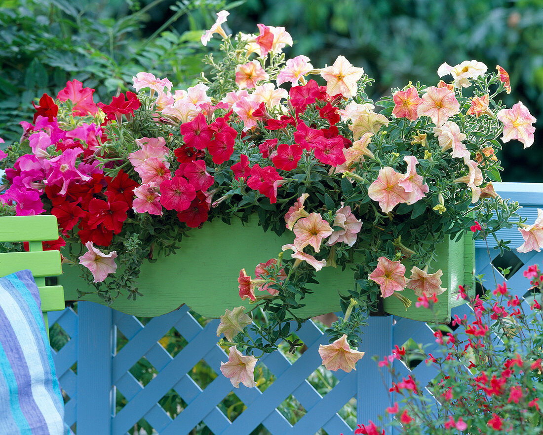 Petunia 'Mystic Pink' - 'Dreams Red'