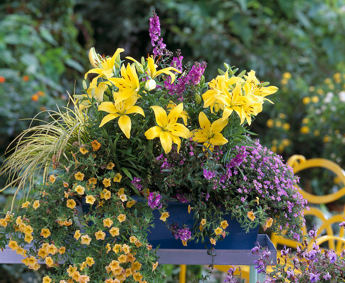 Lilium / Lilien, Calibrachoa 'Sun' / Zauberglöckchen