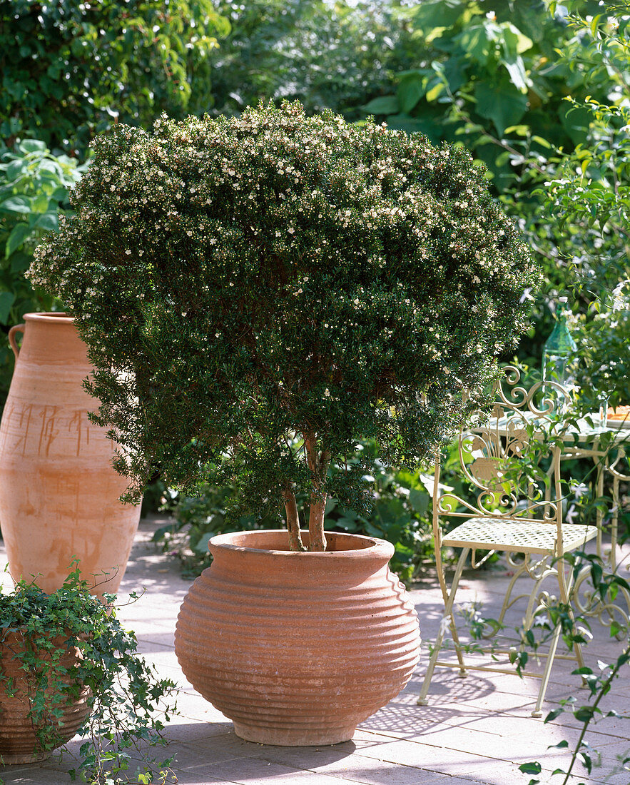 Myrtus communis (bridal myrtle) flowering