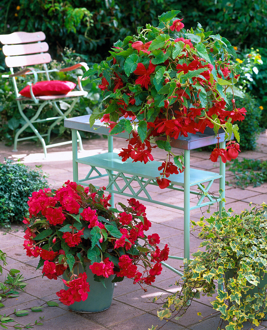 Begonia 'Illumination' / Girlandenbegonie rosa