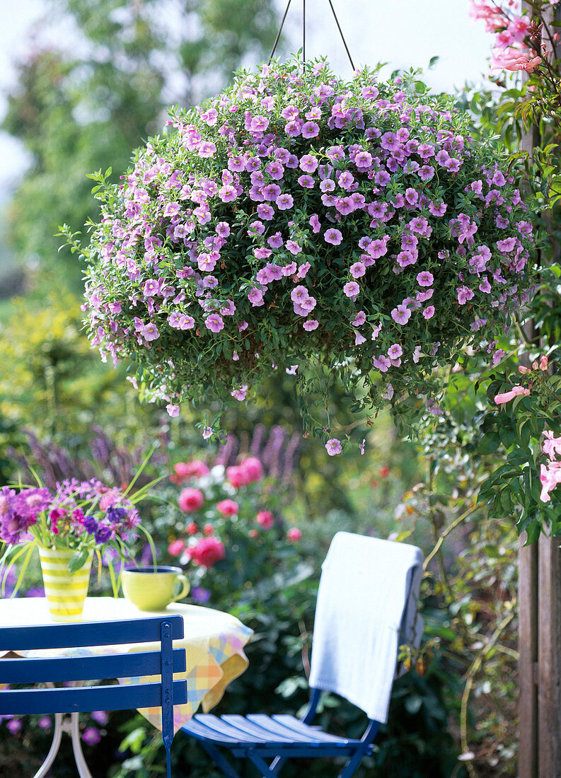 Calibrachoa 'Light Pink' / Zauberglöckchen