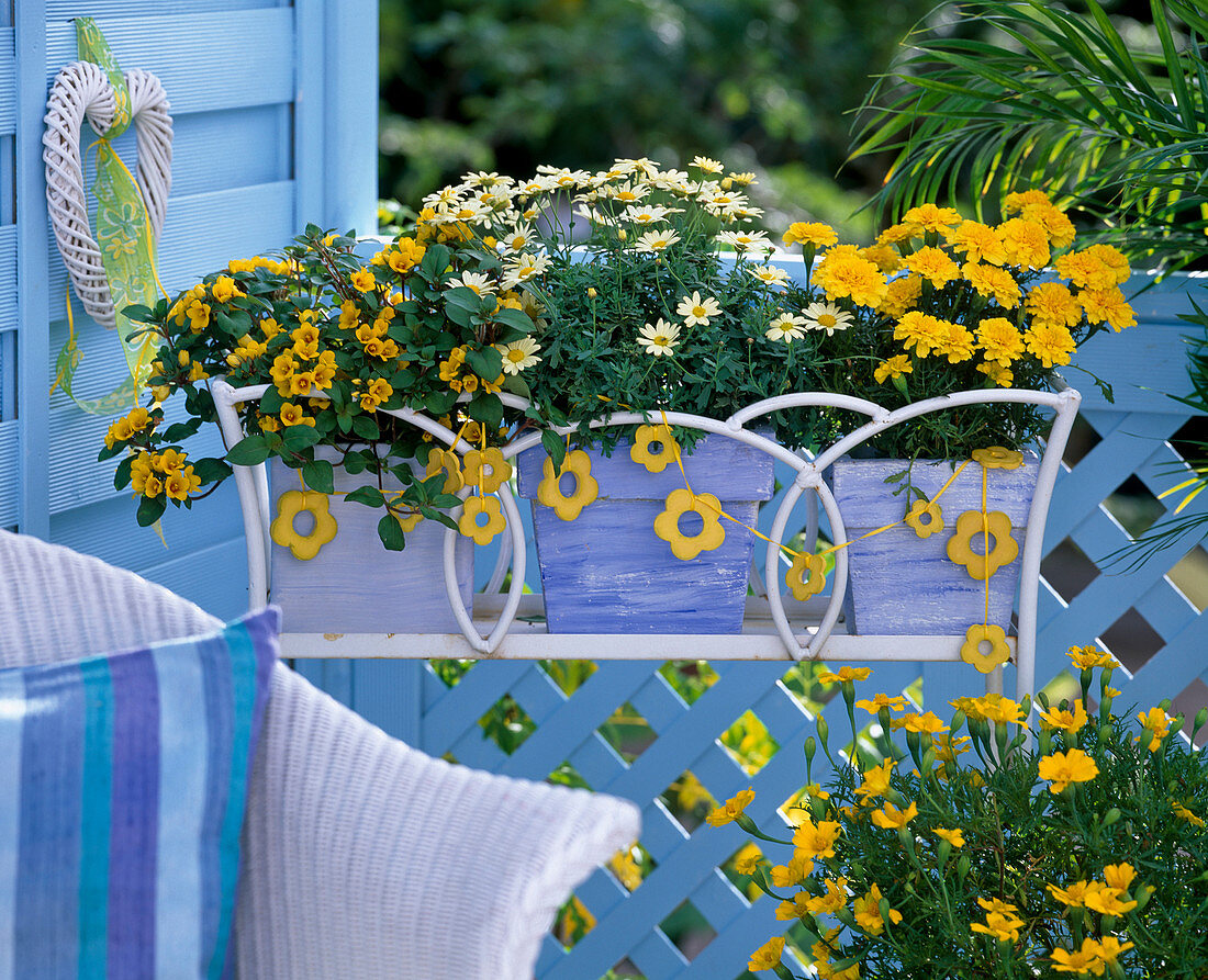 Tagetes (marigolds)