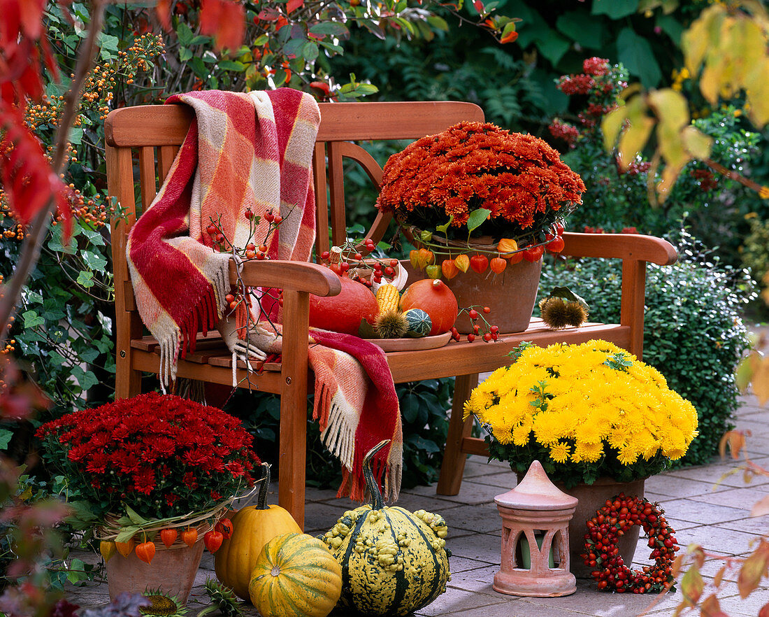 Chrysanthemum 'Rhodos', 'Tictac', 'Dia' (chrysanthemums), physalis (lanterns)