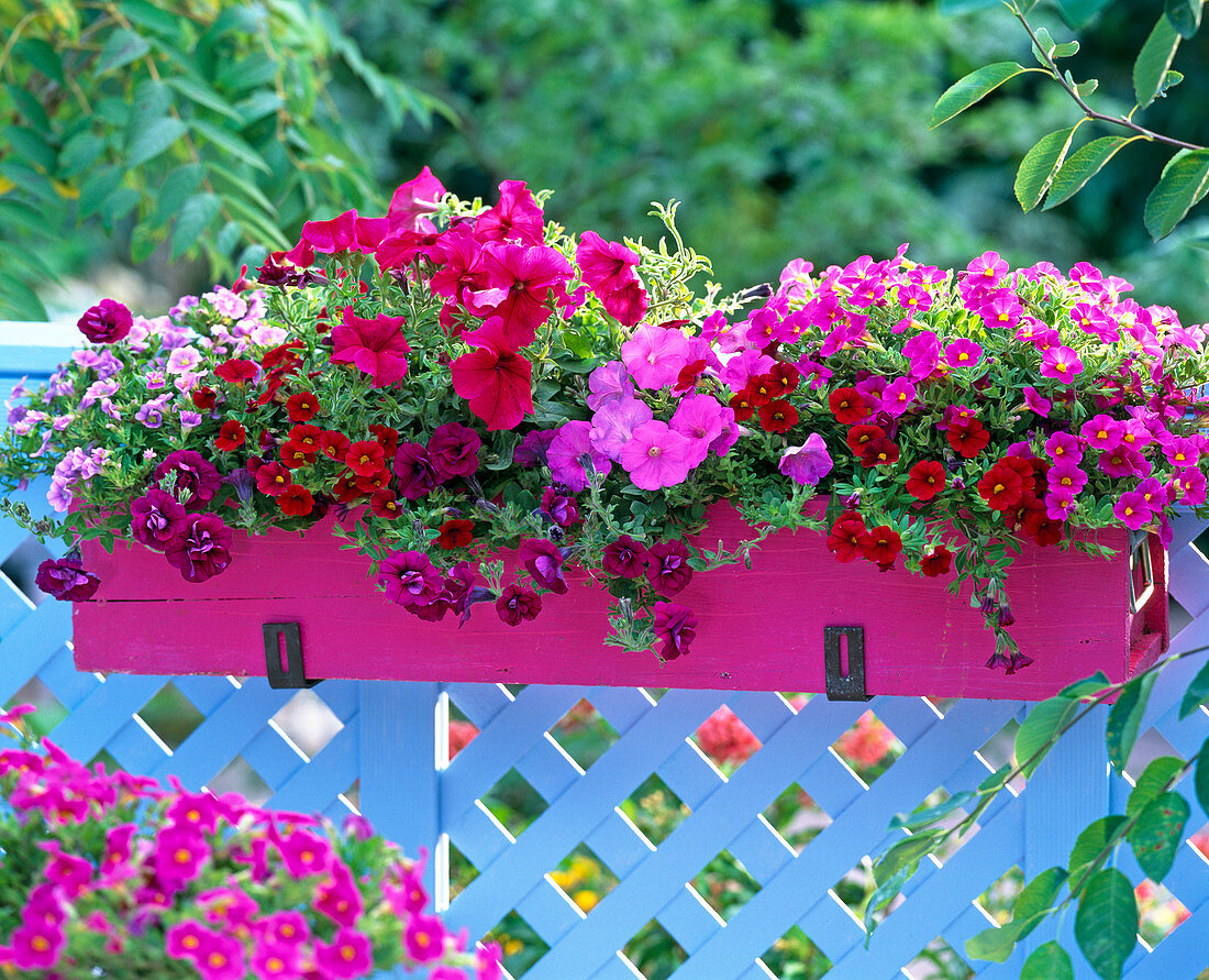 Calibrachoa Celebration 'Deep Red' - Silverblue'