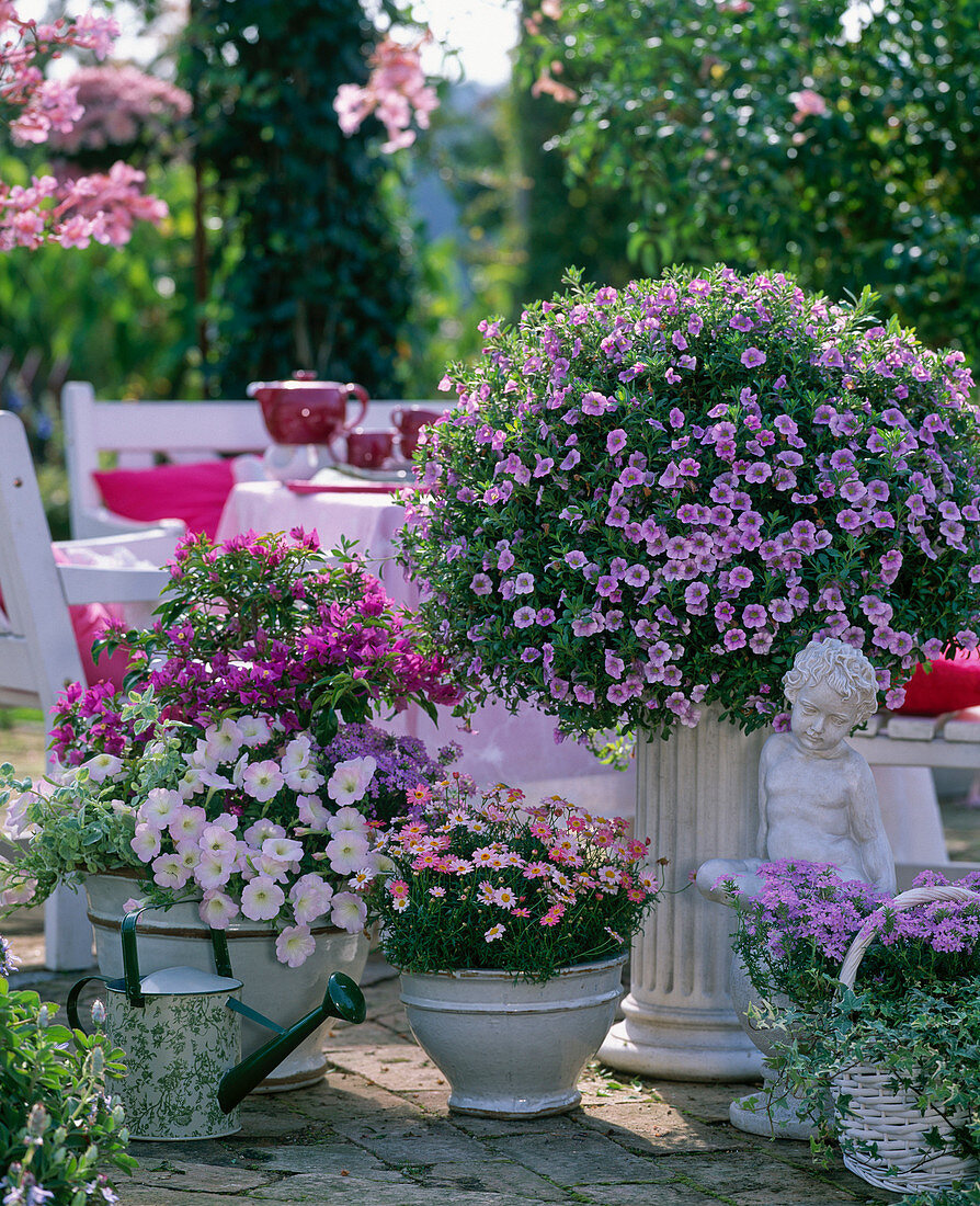 Calibrachoa 'Light Pink' / Zauberglöckchen