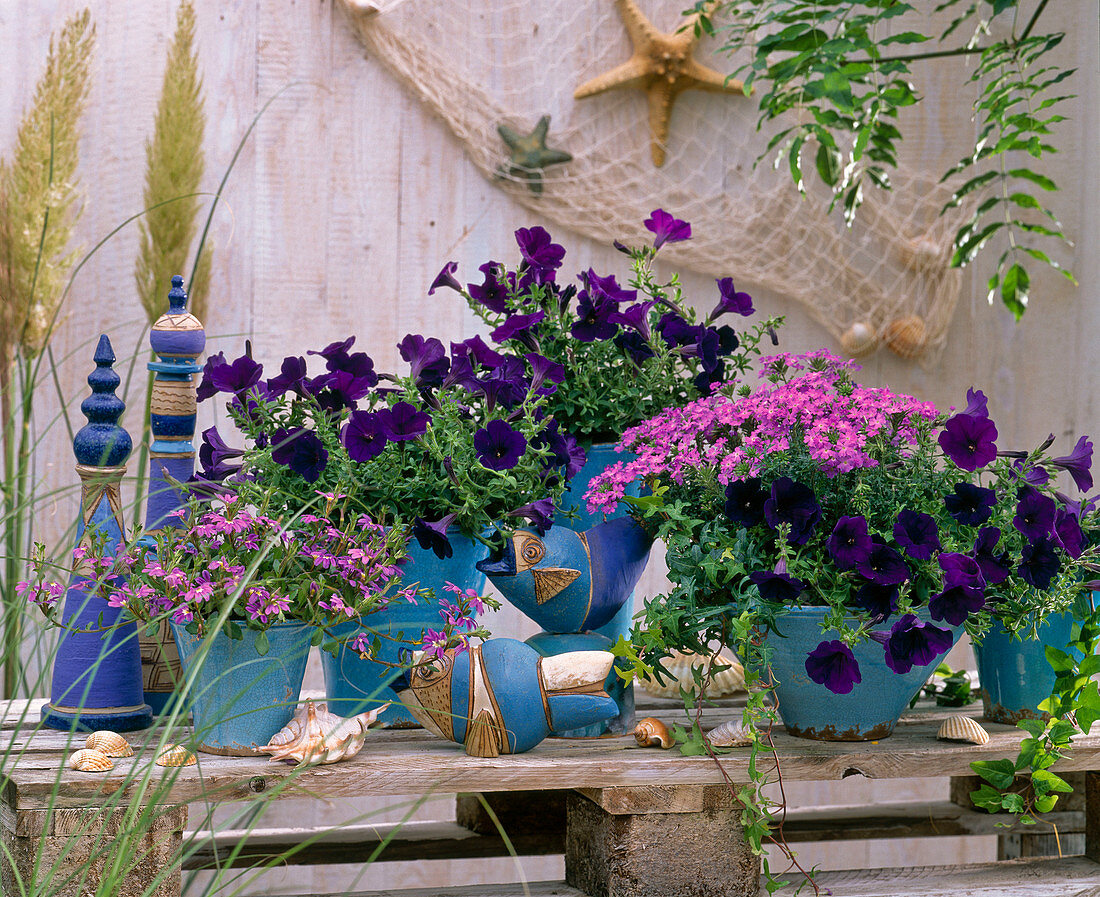 Maritim, Petunia 'Dreams Midnight' (Petunia)