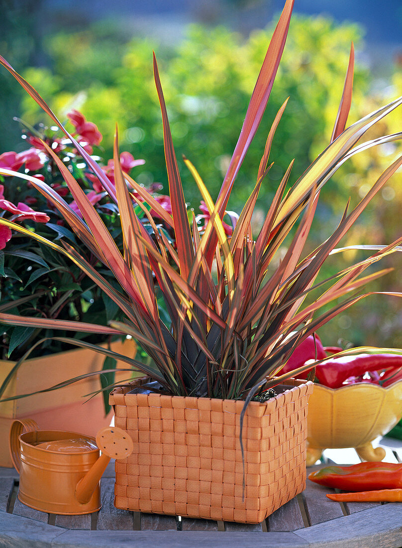 Phormium 'Maori Chief' (New Zealand Flax)