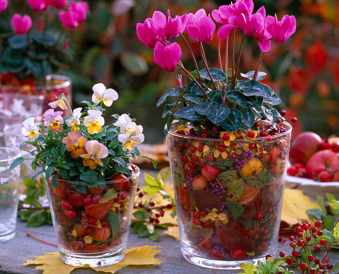 Cyclamen (Alpenveilchen), Viola cornuta (Hornveilchen), Glas in Glas