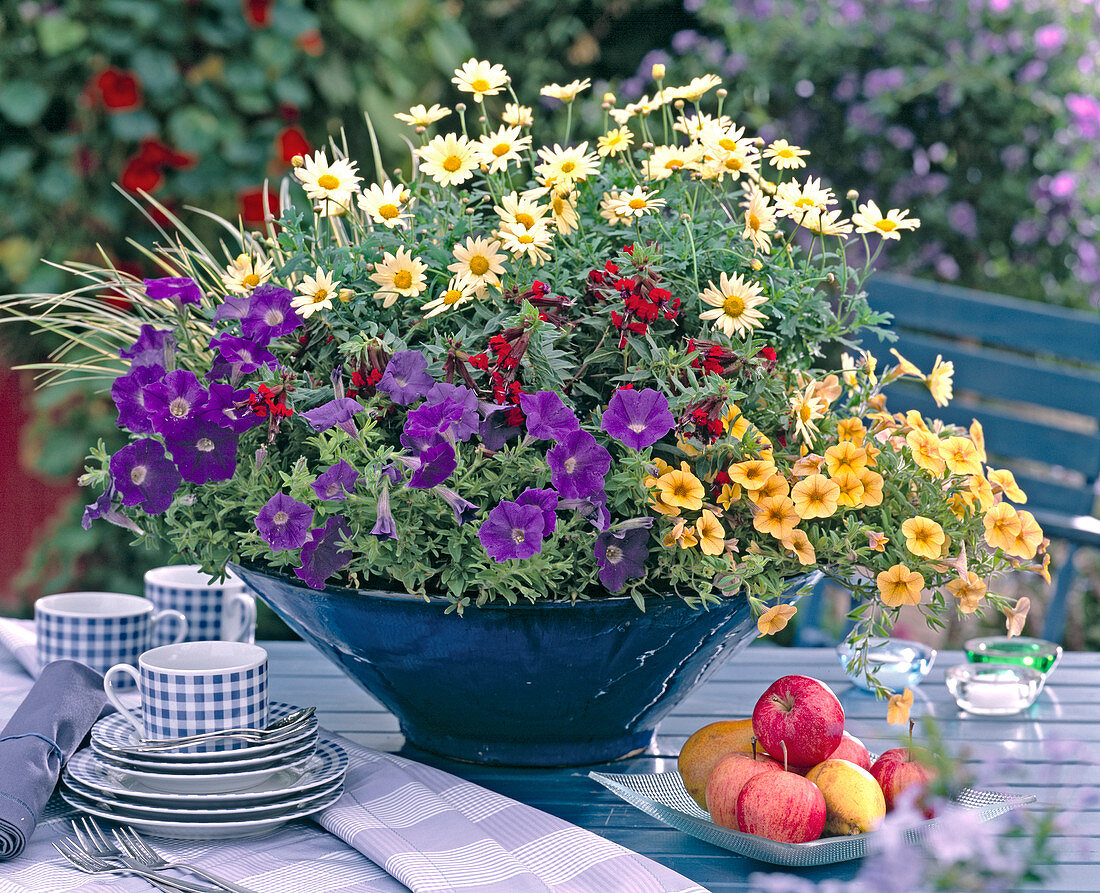 Argyranthemum 'Primrose Petite' (Daisies)