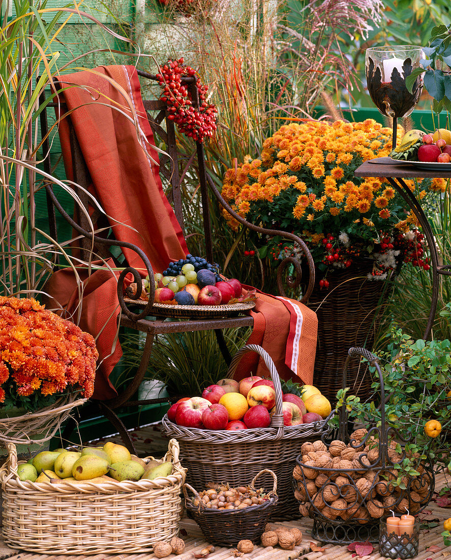 Chrysanthemum 'Rhodes', 'Balios', baskets with Malus, Pyru