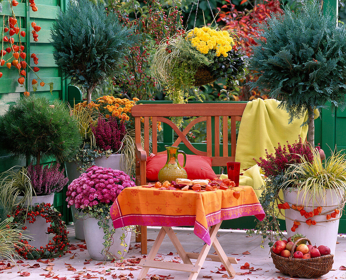 Chamaecyparis (Scheinzypresse), Pinus 'Varella' (Zwergkiefer), Chrysanthemum