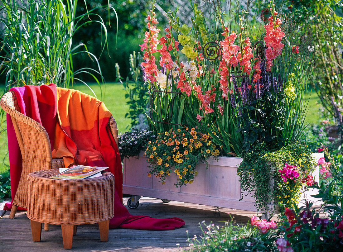 Gladiolus 'Fringed Coral Lace' - 'Green Star' / Gladiolen