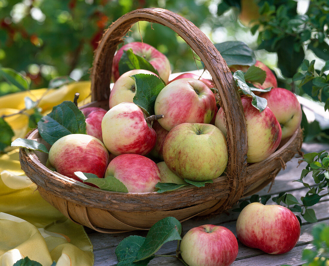 Malus 'Jacob Fischer' / Äpfel frisch geerntet im Korb, gelbes Tuch