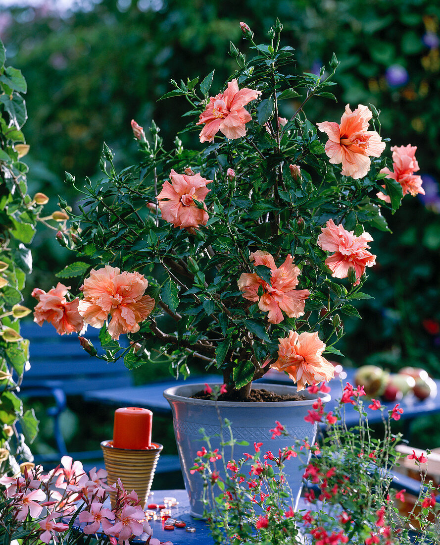 Hibiscus rosa-sinensis (Roseneibisch) mit gefüllten Blüten