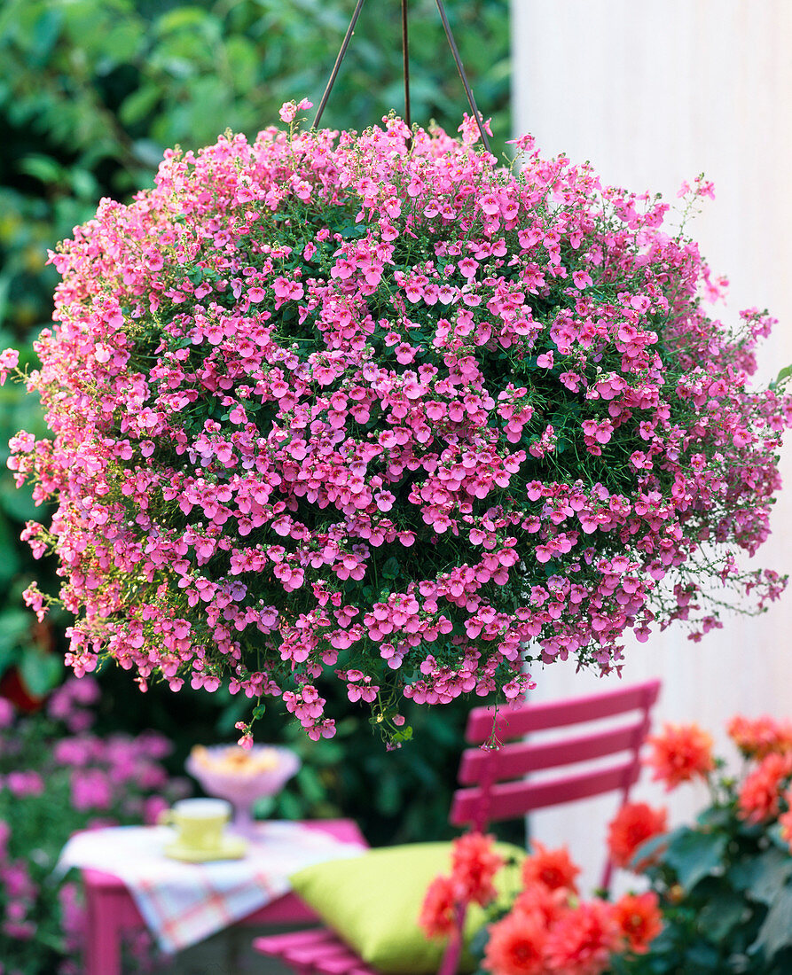 Diascia 'Elfjes Dootje' (Elfensporn)