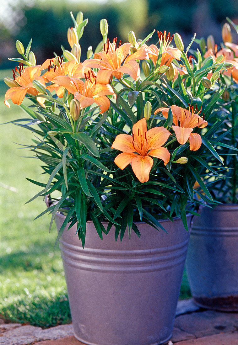 Lilium (yellow-orange lily hybrids) in a zinc bucket