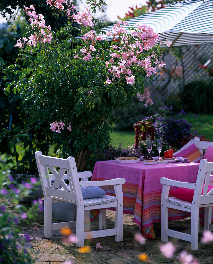 Podranea ricasoliana (trumpet vine), white wood chair