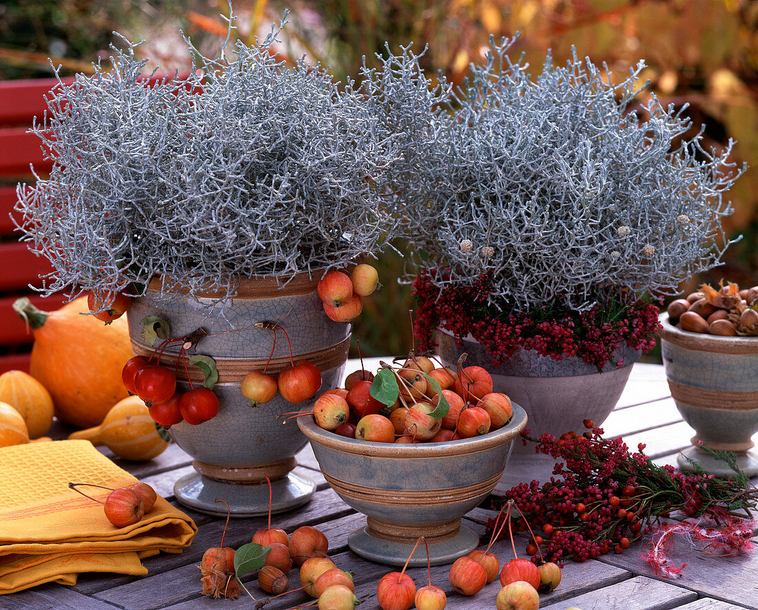 Calocephalus brownii, Malus, Erica gracil