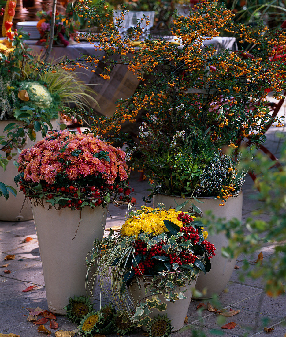 Chrysanthemum 'Tipo' (Eos), Chrysanthemum, Pyracantha (Firethorn), Skimmia