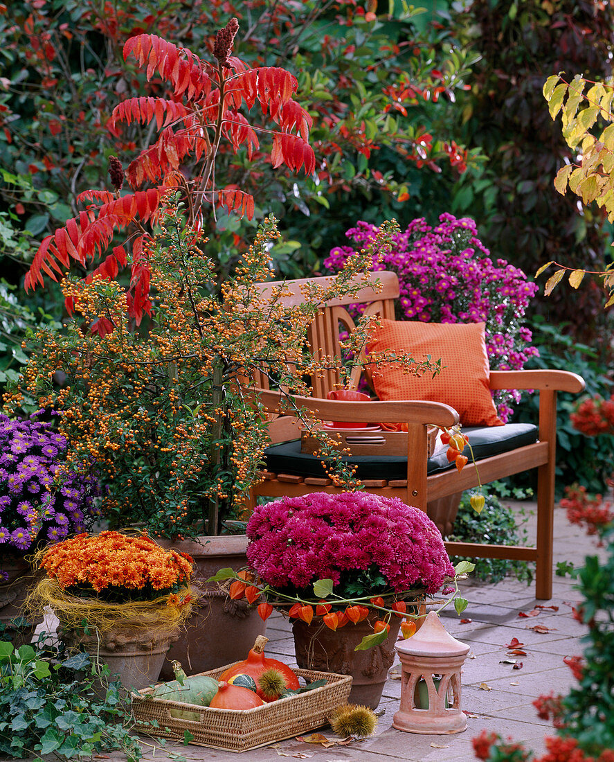 Chrysanthemum 'Luron', 'Padoc '(Chrysanthemen), Pyracantha (Feuerdorn)