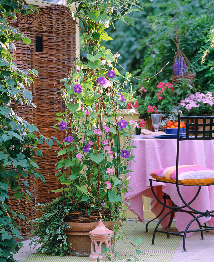 Trellis made of pasture (summer planting)