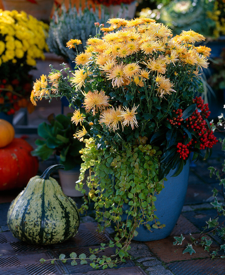 Chrysanthemum 'Spider' (orange spider chrysanthemum), Skimmia reeversiana