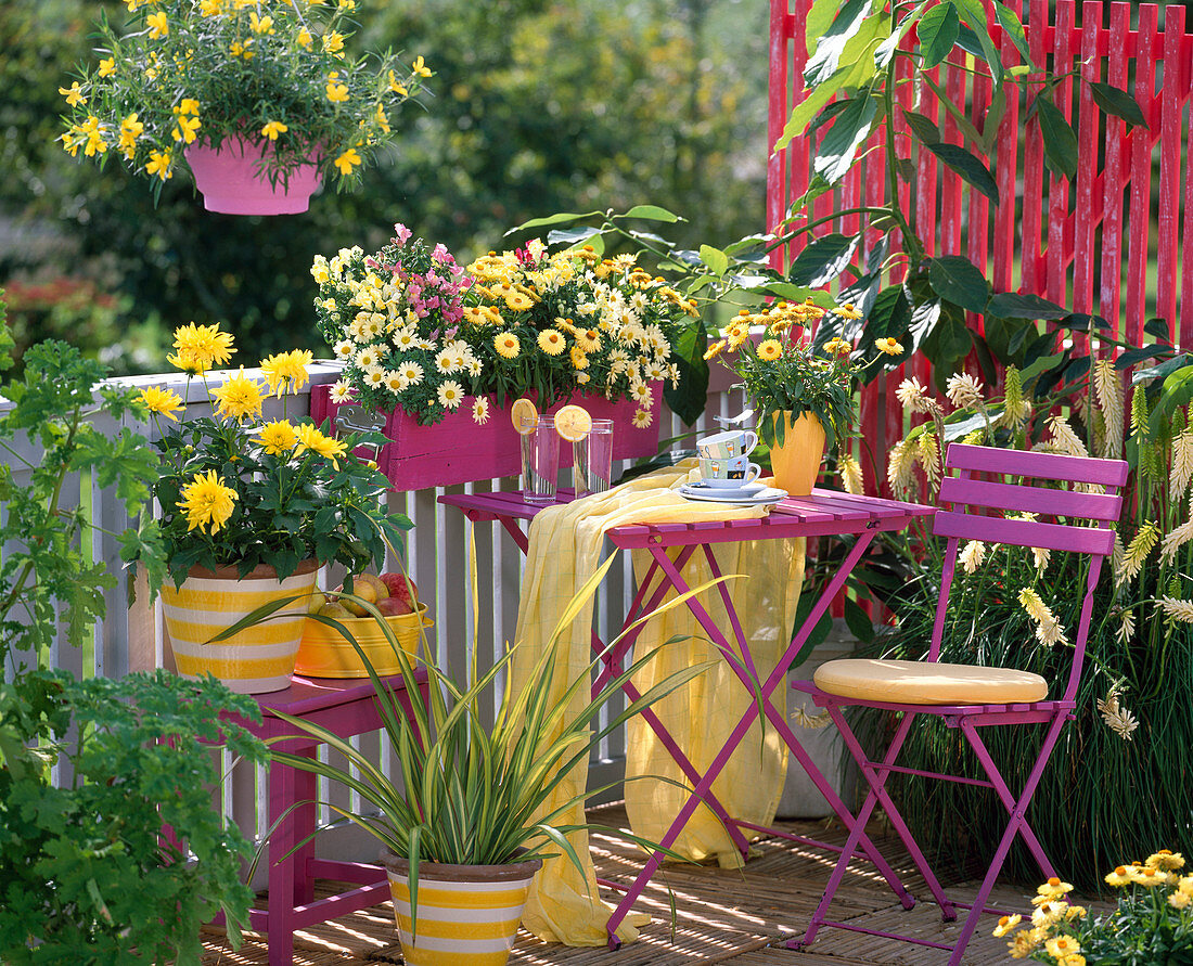 Dahlia, Agryanthemum 'PrimRose Petit' (Marguerite)